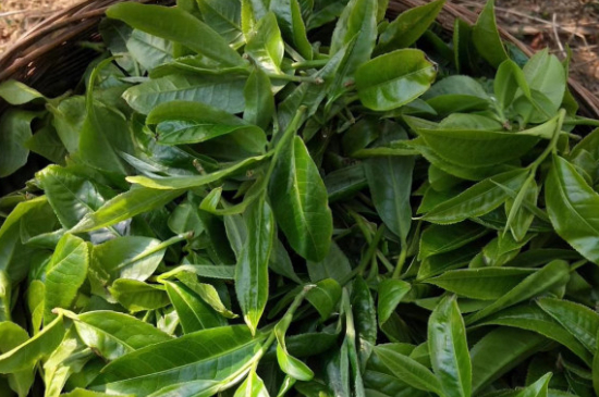 最耐泡的茶葉排名，什么茶葉經(jīng)久耐泡？