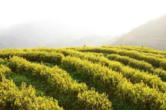 黃金茶的功效及禁忌癥，黃金茶有什么副作用嗎？