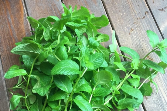 薄荷茶的功效與作用，喝薄荷茶有什么好處？