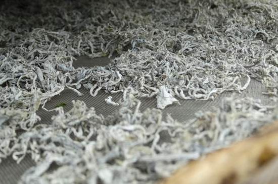 麗江雪茶的功效與作用，白雪茶有什么功效和作用