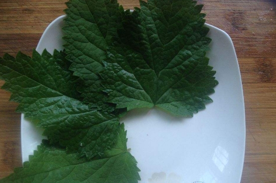 薄荷茶的功效與作用，喝薄荷茶有什么好處？