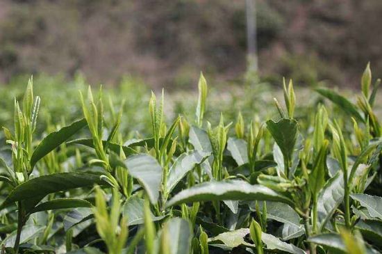 喝黃金茶禁忌，什么人不能喝黃金芽茶？