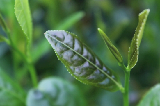 綠茶第一泡要倒掉嗎，為什么綠茶第一泡不喝？