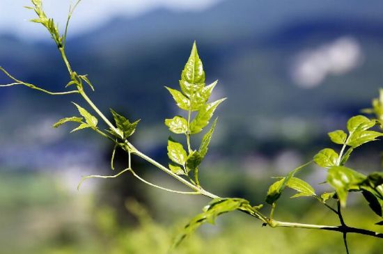 莓茶為什么先苦后甜回甘，莓茶口感怎么樣？