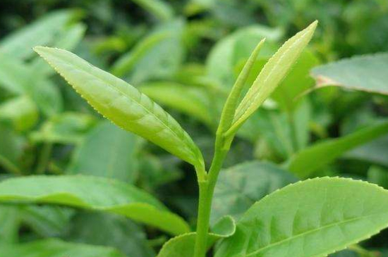 最耐泡的茶葉排名，什么茶葉經(jīng)久耐泡？