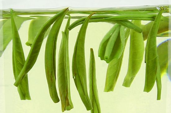 雀舌茶什么人不能喝，雀舌茶的功效與禁忌