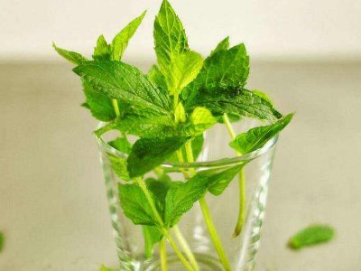 喝茶治口臭嗎，什么茶治口臭好？