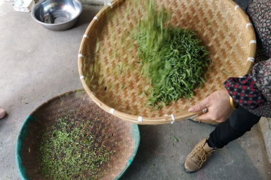 炒青茶為什么便宜，炒青綠茶好喝嗎？