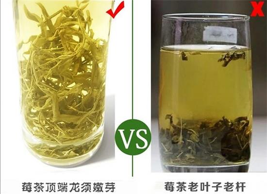 張家界茅巖莓茶與藤茶是同一種茶嗎，藤茶跟莓茶一不一樣？