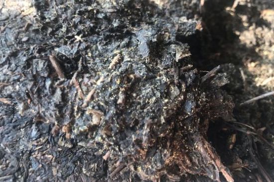 茯茶可以放在冰箱里存放嗎，茯磚茶如何儲存？