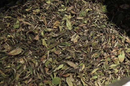 陳茶還是新茶好，茶葉是新茶好喝還是陳茶好喝