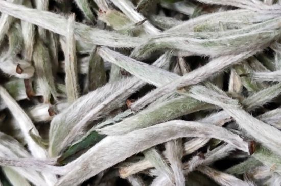 春茶上市白茶的好壞怎么區(qū)分，春白茶怎么分辨好不好？
