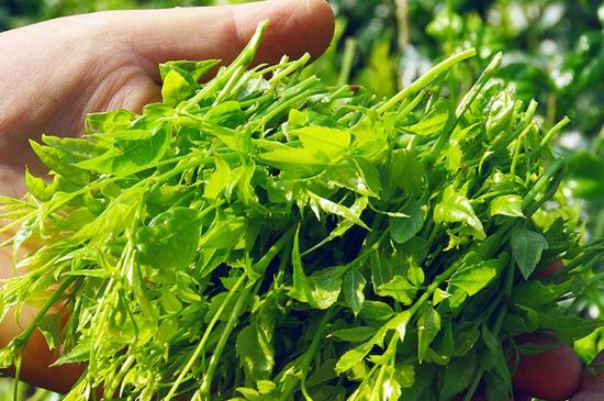 茅巖莓茶別名是什么，莓茶別名叫藤茶嗎？