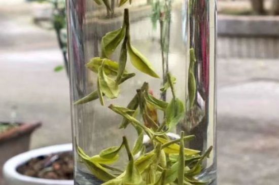 蒸汽煮茶器適合什么茶，蒸汽煮茶器適合用綠茶嗎？