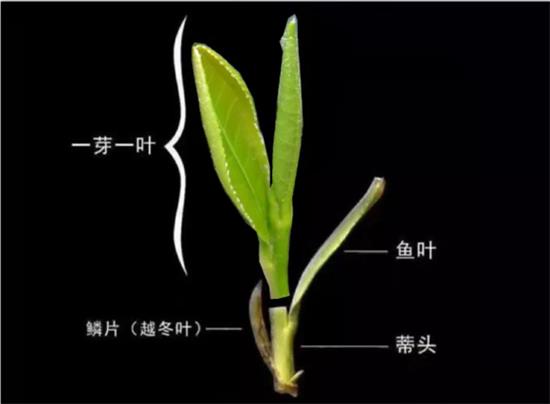 摘茶葉最快的方法，采摘茶葉怎么才能快？