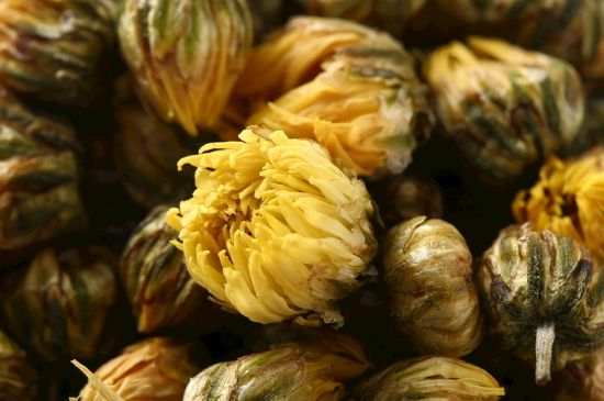 蒲公英搭配大全，蒲公英泡水喝的8種搭配