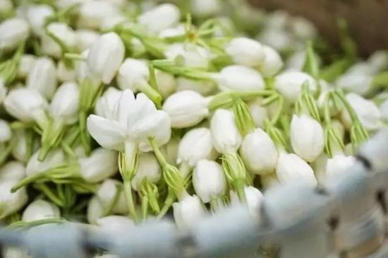 十大排毒養(yǎng)顏花茶，喝什么花茶排毒養(yǎng)顏