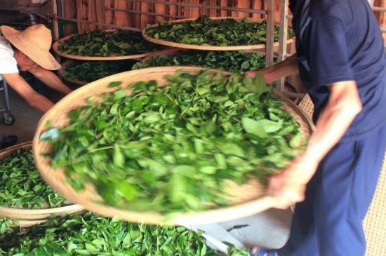 武夷巖茶的初制、精制加工工藝詳細(xì)講解