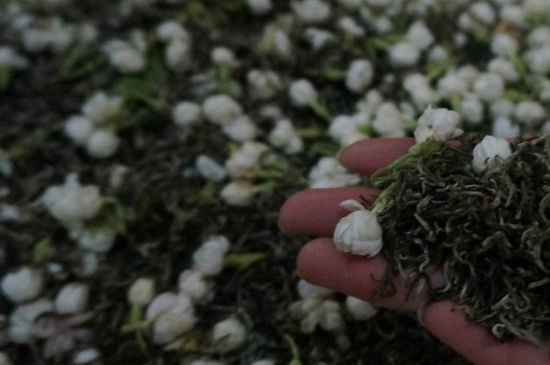 茉莉茶的種類和等級，茉莉花茶的分類