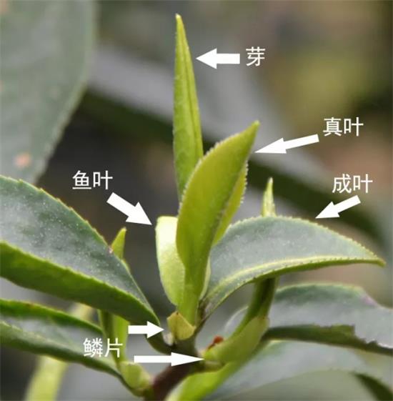 摘茶葉最快的方法，采摘茶葉怎么才能快？