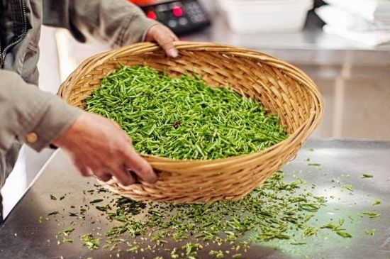 武夷巖茶的初制、精制加工工藝詳細(xì)講解