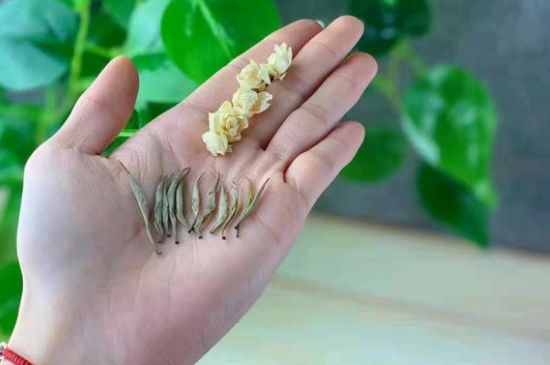 茉莉銀針口感，茉莉銀針是什么味道？