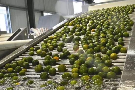 家庭自制柑普茶方法，小青柑制作9個步驟竅門（圖片）