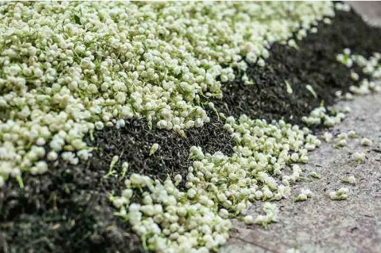 茉莉茶葉的功效與禁忌，什么人不適合喝茉莉花茶？