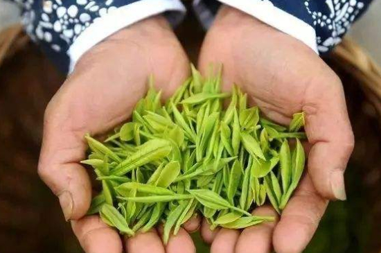 摘茶葉最快的方法，采摘茶葉怎么才能快？