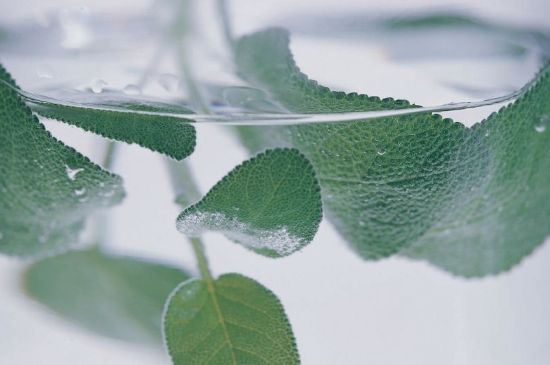 薄荷葉茶怎么制作，薄荷如何做成干茶葉