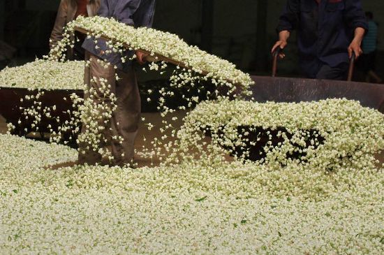 茉莉龍珠怎么做的，茉莉龍珠的制作工藝