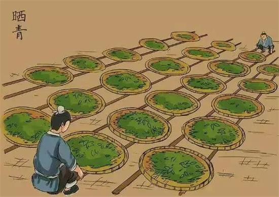 制茶八步驟，制茶工藝流程圖