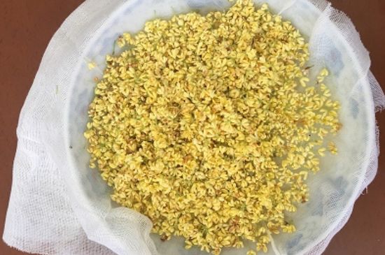 干桂花茶的制作方法，怎樣自制桂花茶？