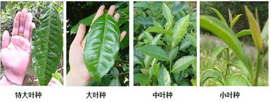 摘茶葉最快的方法，采摘茶葉怎么才能快？