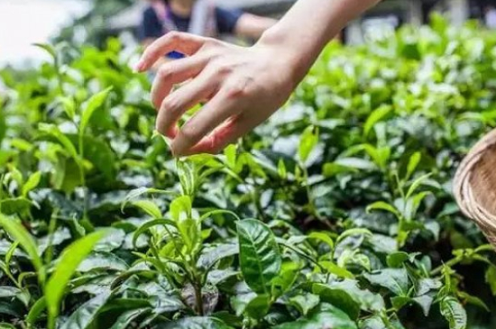 綠茶加工工藝流程圖，綠茶的加工制作包含哪幾個步驟？