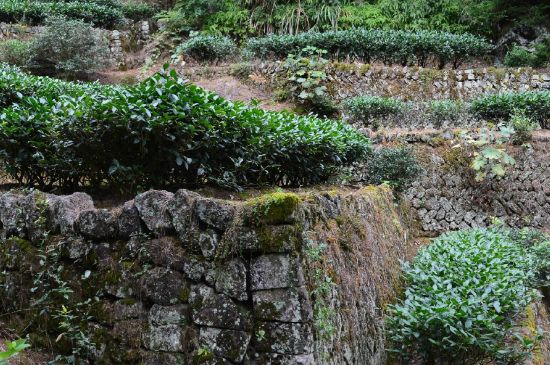 拼配的馬頭巖肉桂，還配叫馬肉嗎？請叫它“馬頭巖大紅袍”