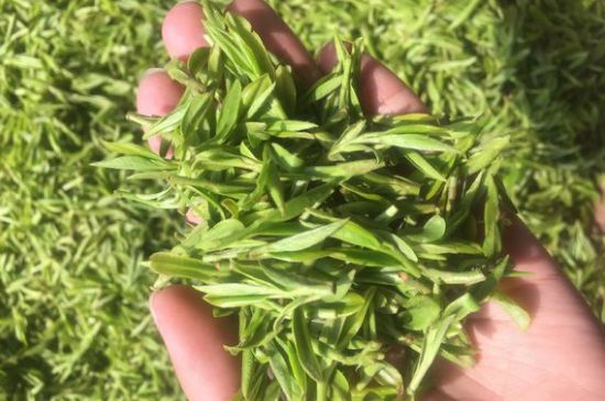 龍井好喝還是毛尖好喝，綠茶是龍井好還是毛尖好？