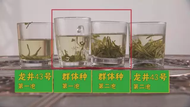 烏牛早和龍井的區(qū)別圖片，龍井43號和烏牛早茶的對比