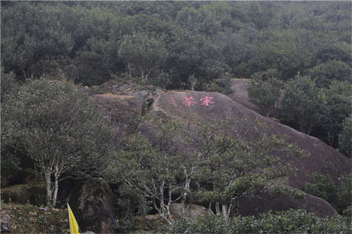 宋種一號價值為什么高，鳳凰單樅宋種1號價格與產(chǎn)量多少？