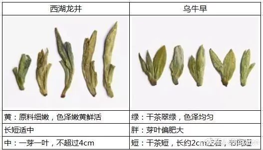 烏牛早和龍井的區(qū)別圖片，龍井43號和烏牛早茶的對比