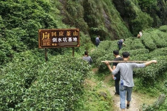 300塊錢(qián)的金駿眉能喝嗎，兩三百多金駿眉和一千多區(qū)別