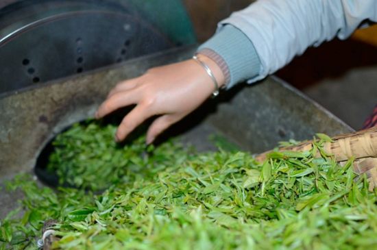 雀舌有一股青草味，雀舌為什么有青草味？