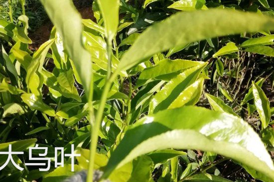 鴨屎香和大烏葉是同一種茶葉嗎，單叢大烏葉和鴨屎香有什么區(qū)別？