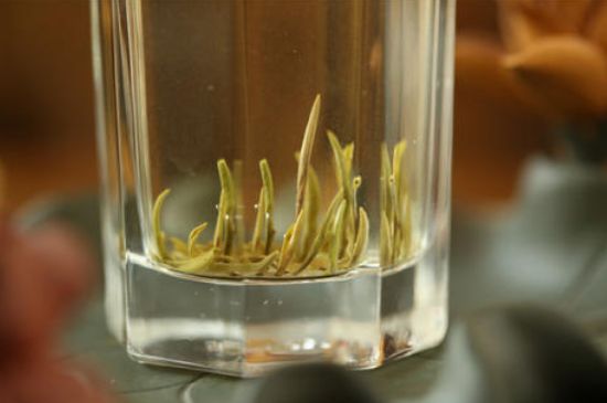 踏雪蘭妃是什么茶，踏雪蘭妃是哪里的茶葉?