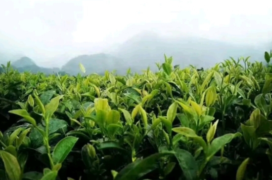 一天3杯紅茶抗癌，常飲紅茶對身體有好處！