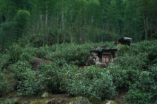 300塊錢(qián)的金駿眉能喝嗎，兩三百多金駿眉和一千多區(qū)別