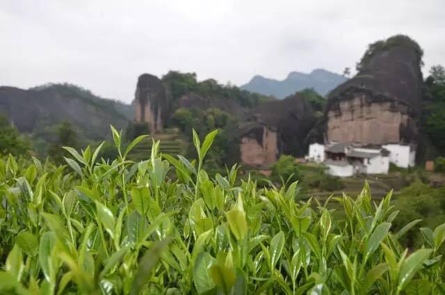 武夷山為什么盛產(chǎn)茶葉，武夷山茶為什么好喝？
