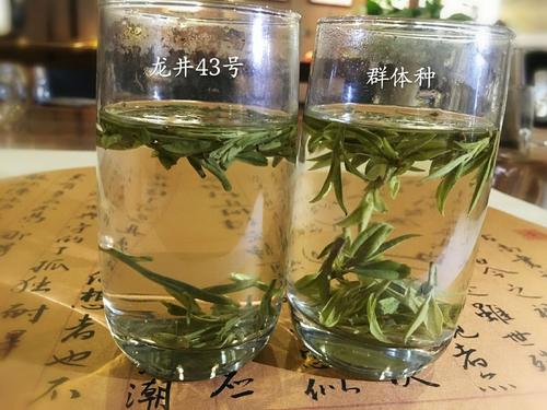 烏牛早和龍井的區(qū)別圖片，龍井43號和烏牛早茶的對比