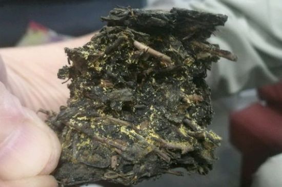 伏茶里的金花是黃曲霉素嗎，金花茯茶里的是什么菌