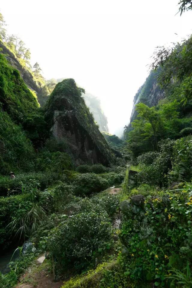 武夷山為什么盛產(chǎn)茶葉，武夷山茶為什么好喝？